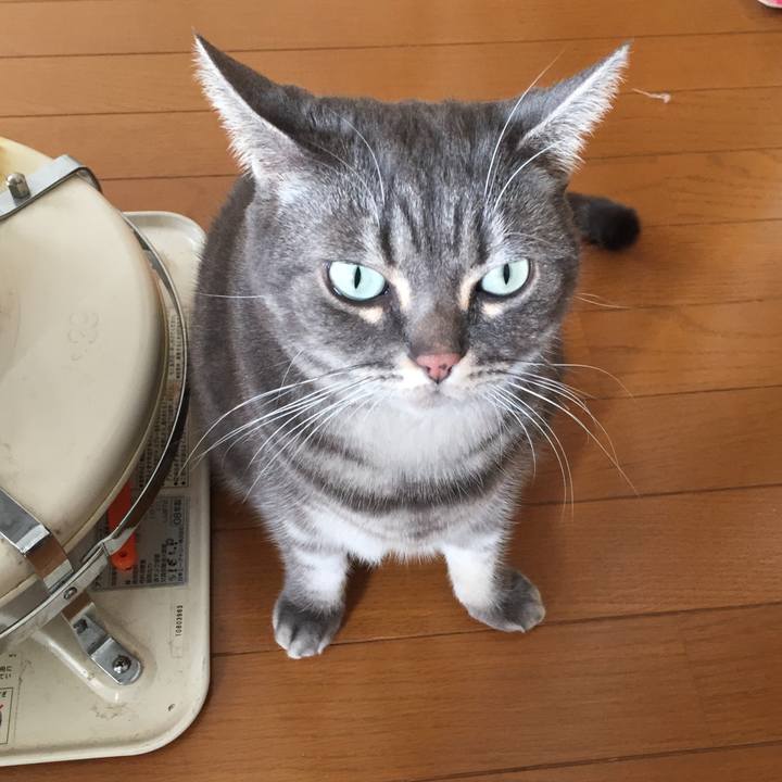 E994faf9 380b 473c 9329 ddbf5928d45e 1514466287971