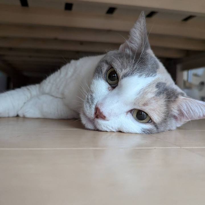 E9967051 4513 4246 83ec 13114bf2d4b1 1721051720594