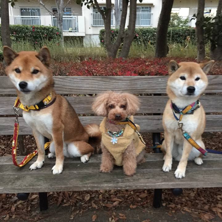 E996794b 1d2a 453f 9b27 3592fda8eff4 1512724783787