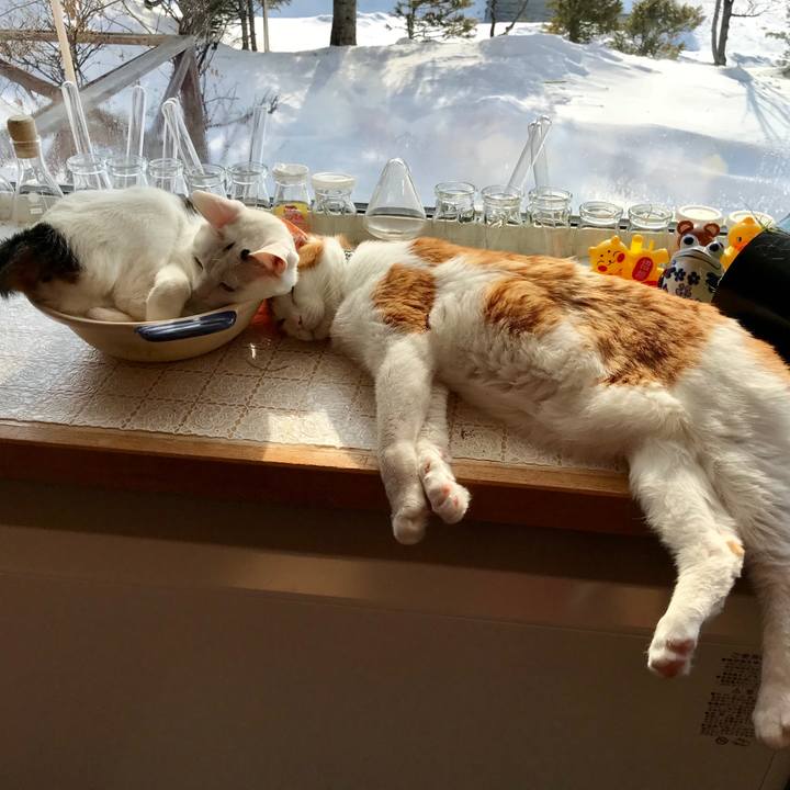 E9988f12 71b2 4e96 b5f0 5124b326d239 1520122449660