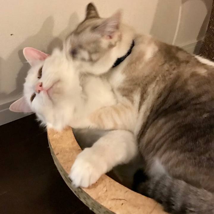 E99c80b7 6573 4b12 b314 0c48aca23113 1545020648843