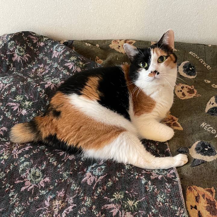 E99d80c0 d910 402d bb41 30693a7c0684 1724367173118