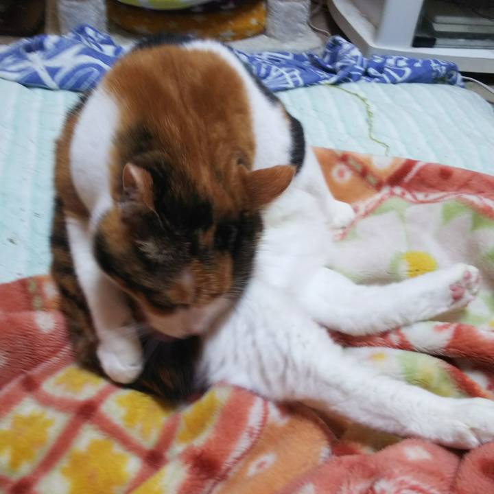 E99e8b18 42be 4040 88dd a489e8909af6 1539997543799