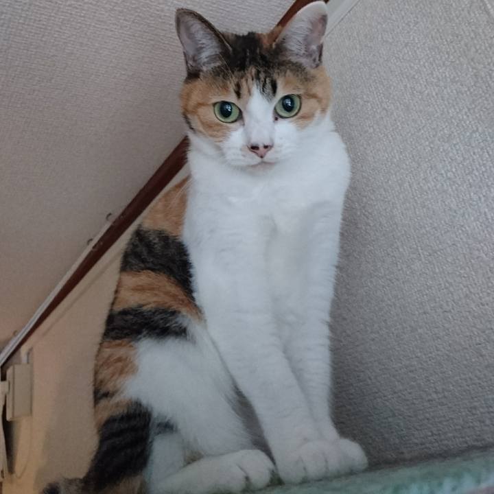 E99e97a6 22e5 4566 8bd2 9e5157ae64c6 1546212580158