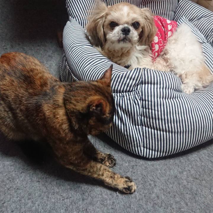 E99edc07 3eab 4e4e 9147 0a686f9eecdc 1546961884453