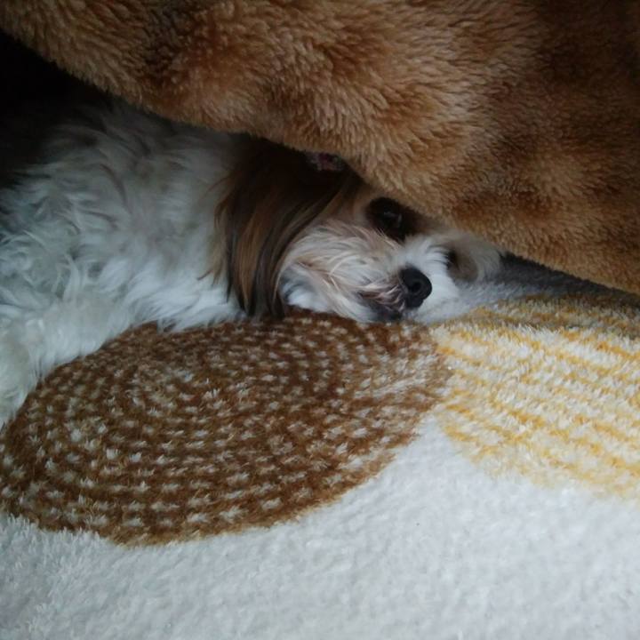 E9a54d11 29ab 403a a092 add1d49c51c7 1523228221648