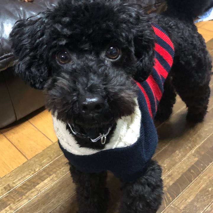 E9a55e03 277a 4114 b2e3 caad3687c41c 1512380128650