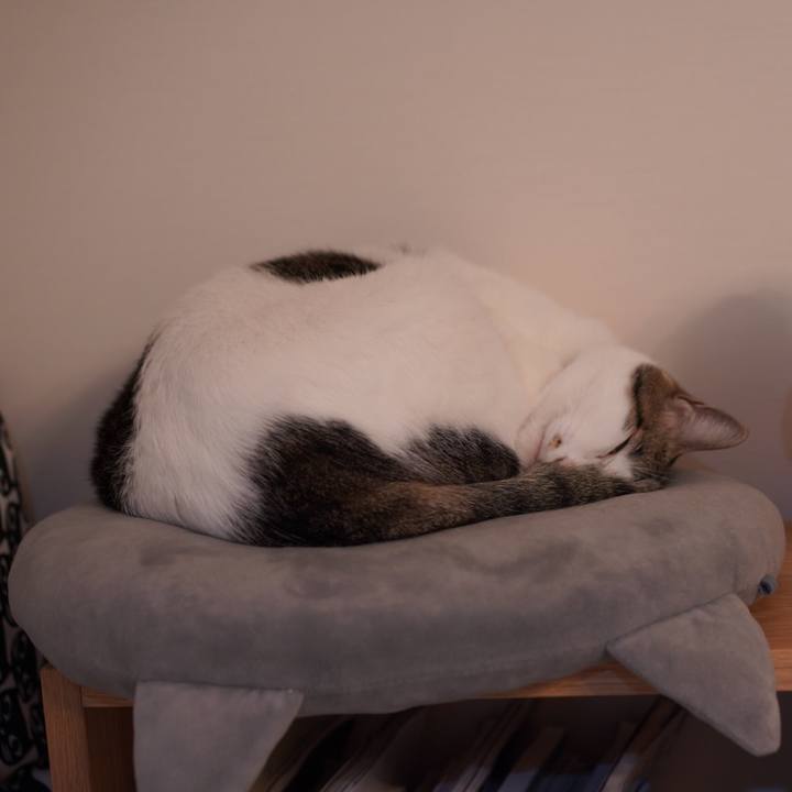 E9a80c50 6768 481b b48c be4c9f3a31f5 1576108727726