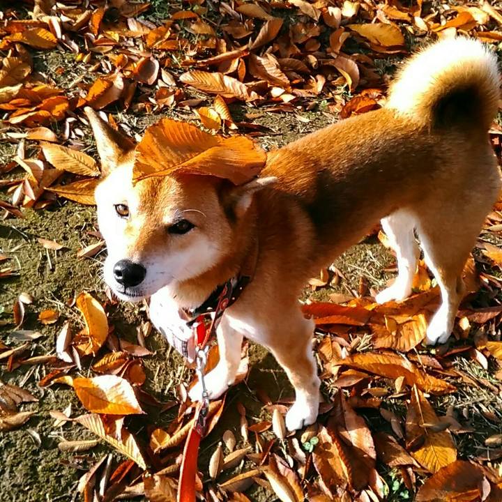 E9a85042 32e1 4306 8096 8f3f5727bb6a 1541838330345