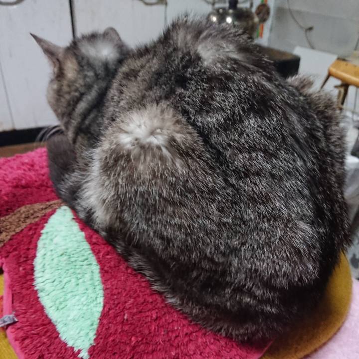 E9a88c4c 3a25 44c9 862f 719f6baac1aa 1553636161828