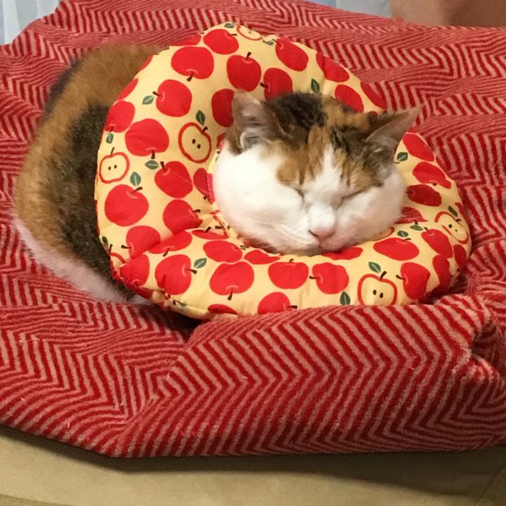 E9a8e7fb a5b1 4c08 8b40 e144cb711378 1542623140082