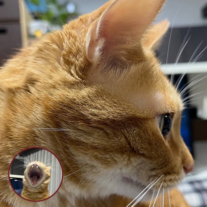 E9aa0279 9326 4e83 a1b0 6048efaa9004 1665830983820