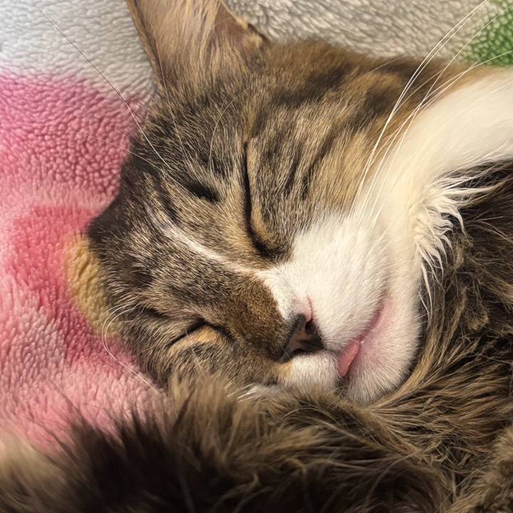 E9b0dae9 a363 4842 8325 bc35a1d23fc2 1766222160385