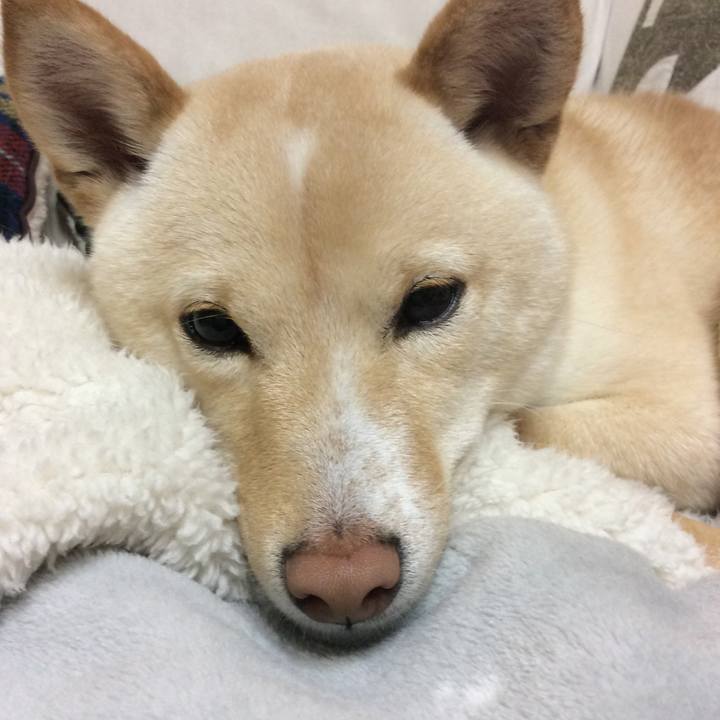 E9b103f8 11b2 41aa a97c 88a53e4cb95f 1516364957542