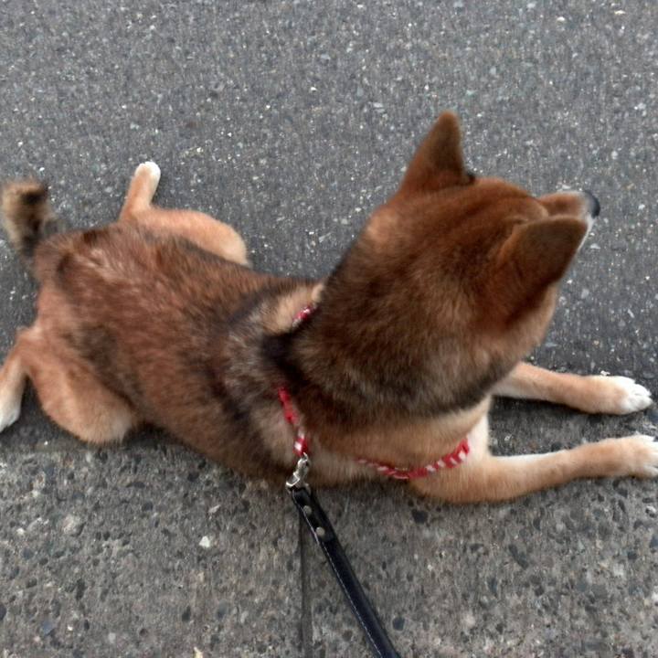 E9b2500d 9cf4 4751 abf8 1ff53bf45c30 1532860944286