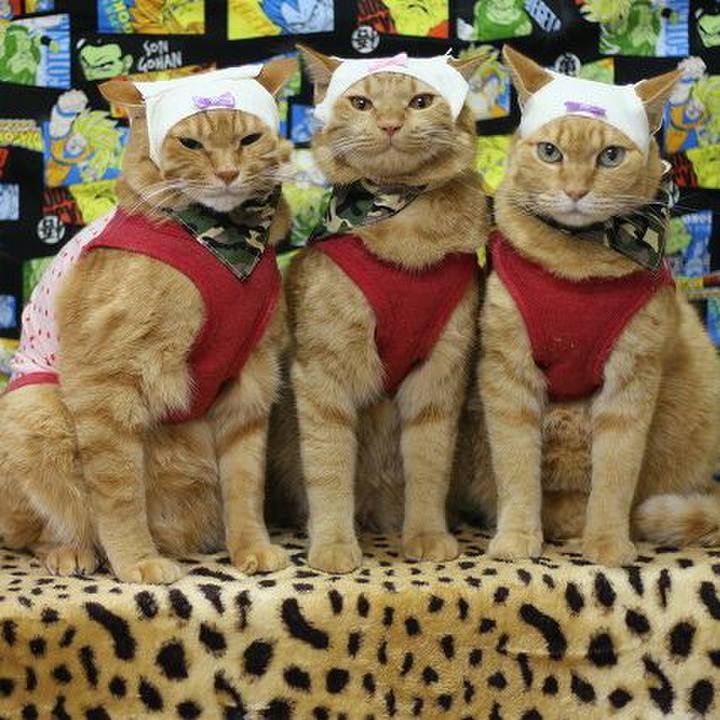 E9b3a939 d245 4f9a bedd 2e4a3ccd0644 1570103260552