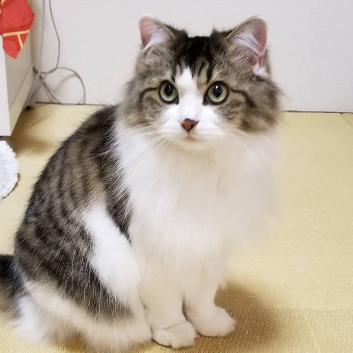 E9b6cef2 7b93 4457 ac93 4016e37dc854 1576108799539