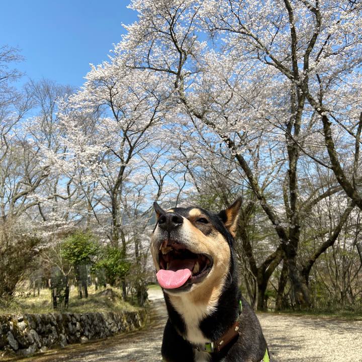 E9b7b2e8 bf56 4cd9 bc10 74fc0e432c26 1649235159639