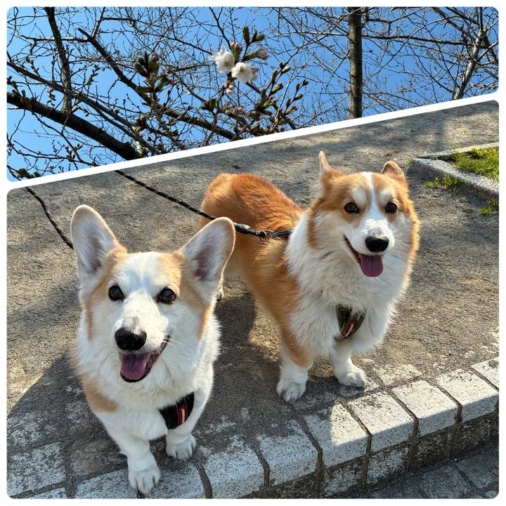 E9bb3745 f0f5 45fb a730 4056f661a3f4 1774139853003