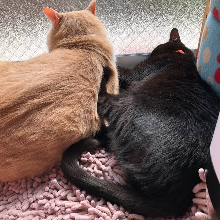 E9bb6f4b c801 4e03 9d54 ab6082eae9e1 1555805687685