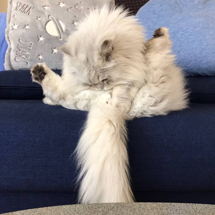 E9bcaccb 4c66 433b abb5 abaf56e1bc68 1584484607824