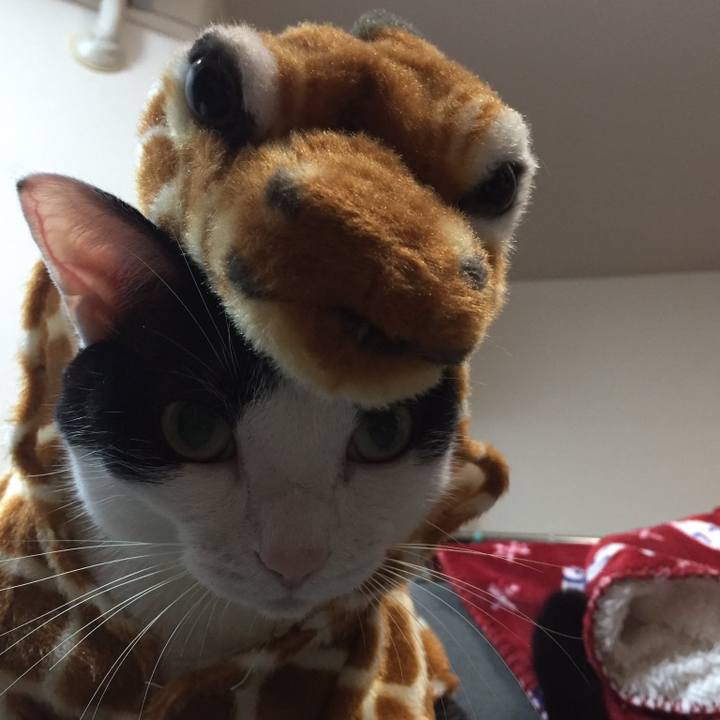 E9bd38be 2768 4efa 85bf 4e840d3f98a7 1516169939726