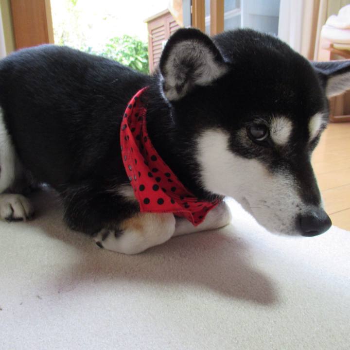 E9bf4500 ce2a 4aa5 9d39 4016a881f700 1543449204283