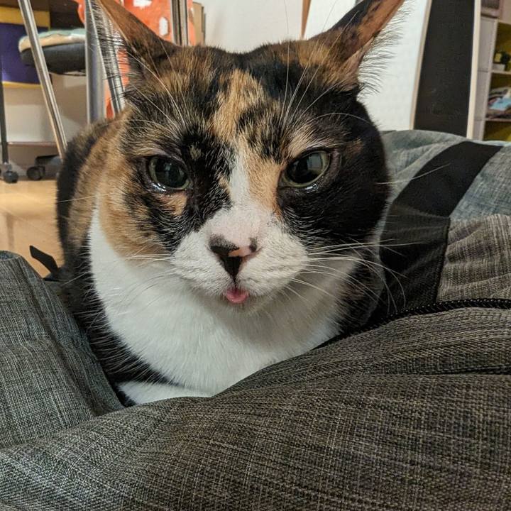 E9c4f3e4 bfc7 48a4 b6c9 dfd35a965f48 1713167160266