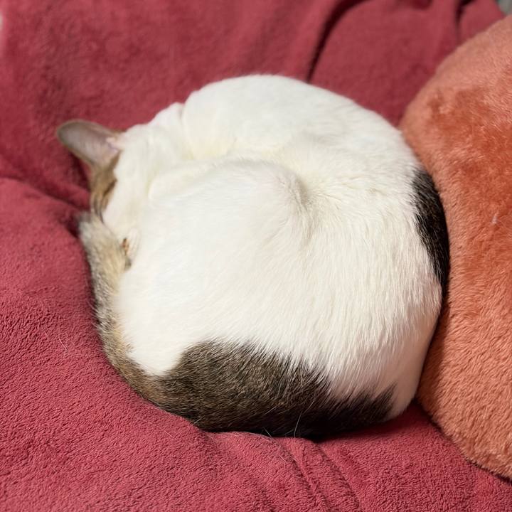 E9c5b0b6 fa6e 4ec3 9a29 805a717f1869 1768043457814