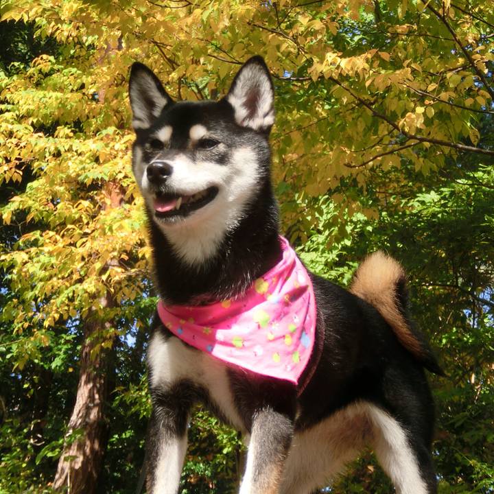 E9c62691 bc83 4dc8 bf29 1da2ffa9ecc8 1510377308620