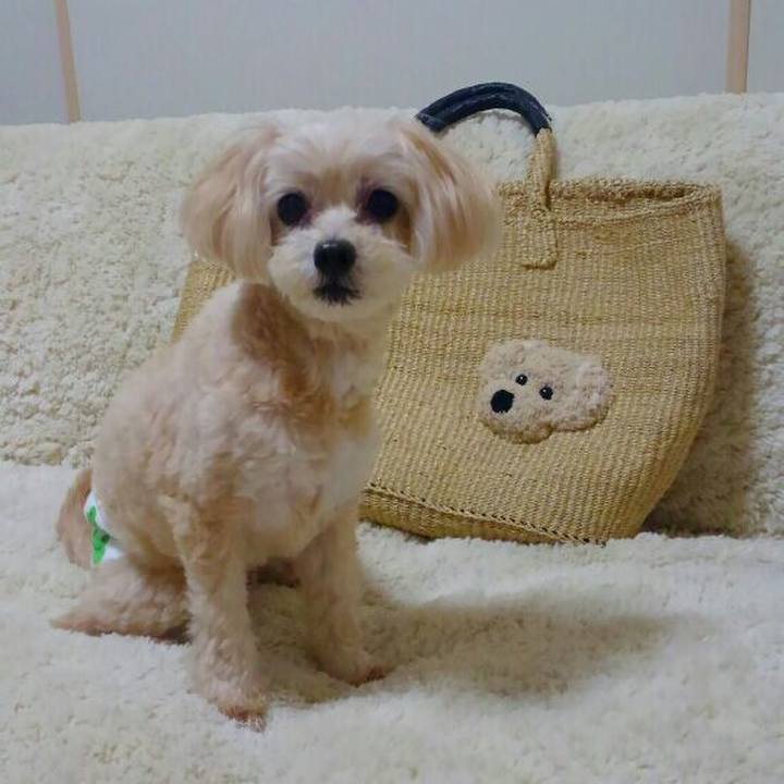 E9c7bfd4 1cde 46b6 b65c dd21b7ccdc88 1560685713064