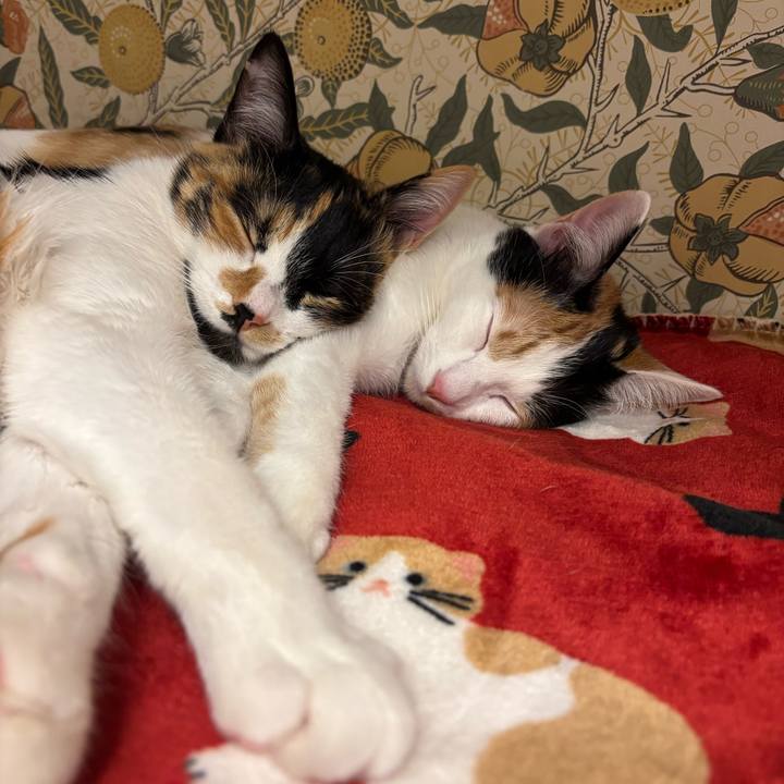 E9c89fa4 31d0 4a08 8c76 b11804ca621b 1768216150332