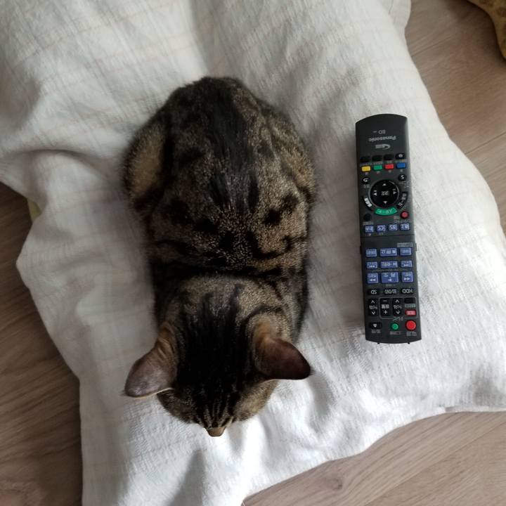 E9c91d44 0bbb 4300 8fa3 1b4b1a255e7b 1617508491566