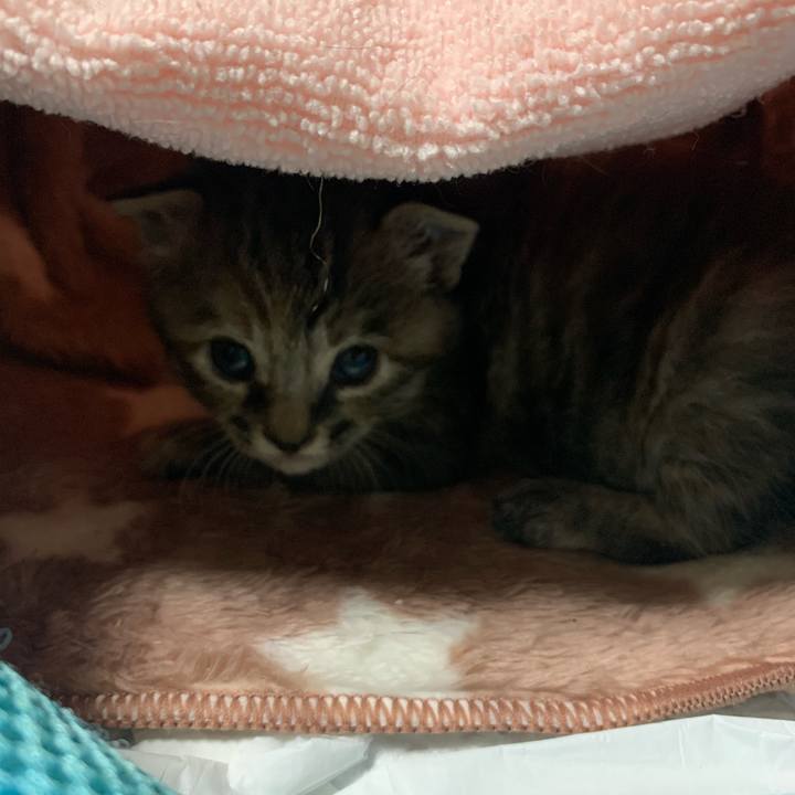 E9ca01de 217e 45d8 a1d2 242f2964c8a3 1587480406602