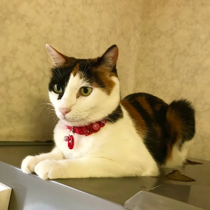 E9ca88bd a37e 4695 9919 bd084b98afa5 1507874746224