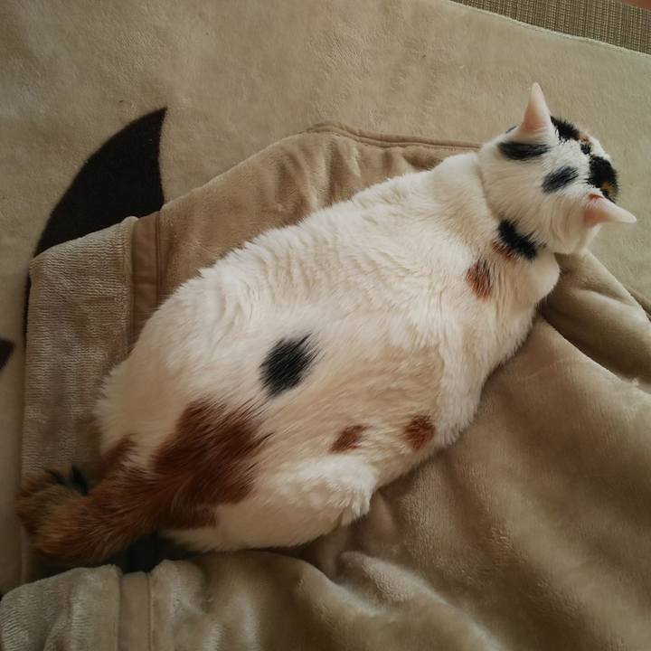 E9cb65d9 f47f 44f6 bc0b bcab8fa973e4 1574208073296