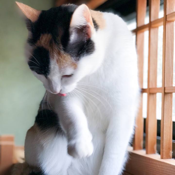 E9cbc9b4 e564 47d4 be36 cfeeec257535 1513509846798