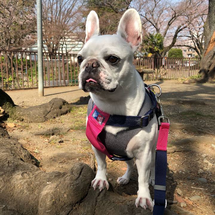 E9cbeeb0 6f74 4cd0 b217 ae7c7f7b09b1 1584843229212