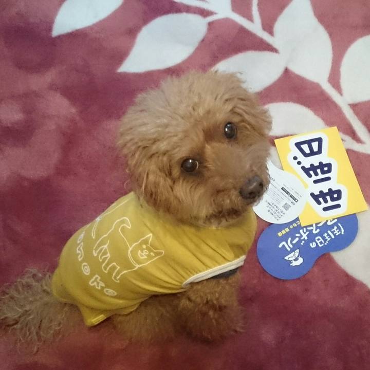 E9d2f6f7 936d 44f3 a3ee a60a389576ce 1514531000605