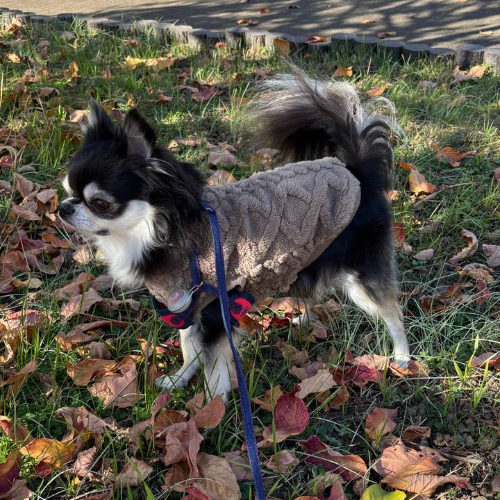 E9d55335 b984 469d b8ad c53232b5b88e 1765125393488