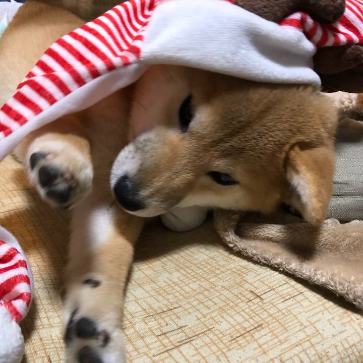 E9d84964 9690 455e a3c4 1a9135d60fac 1608814188305