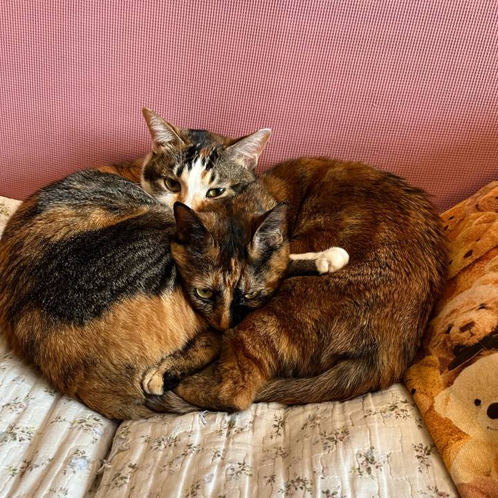 E9d961f1 e958 4dc7 8974 c7f5f9d68c76 1741590251609