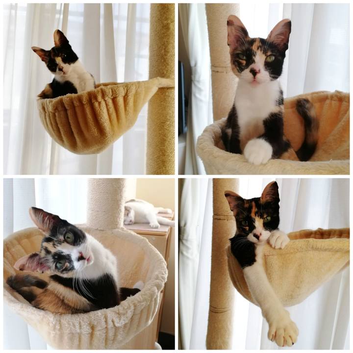 E9da9e89 e4c3 46ee a7dd ac62d509b80b 1597810161648