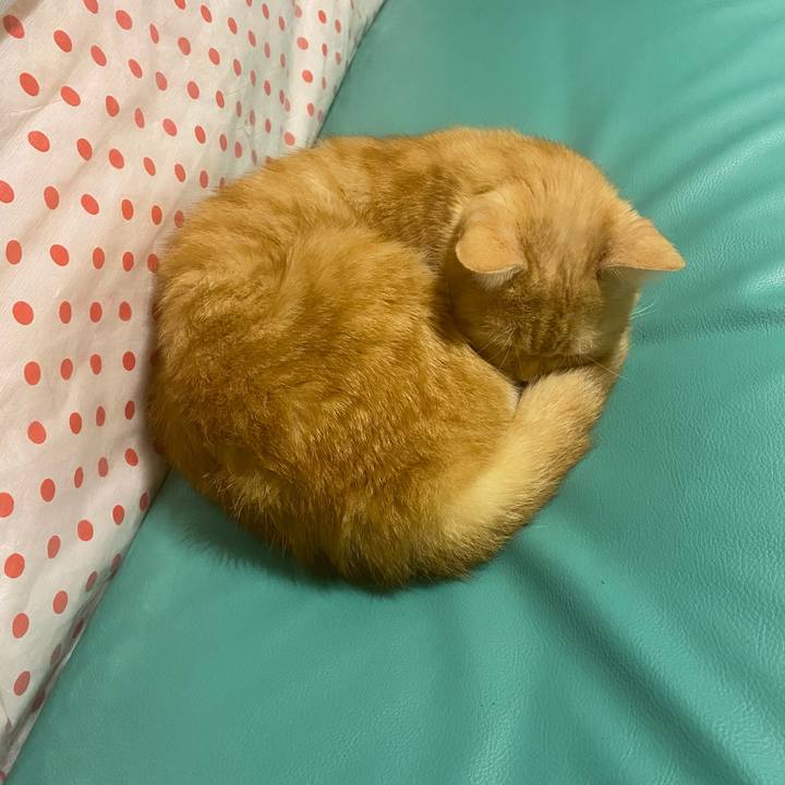 E9db7bf4 acca 4c9c 98a8 eda4622efb25 1605745823004