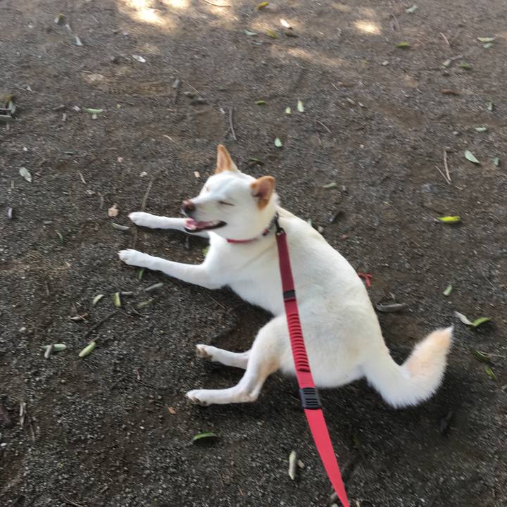 E9dc0f4a 710f 48d8 842e 7348dd268a70 1531869969533