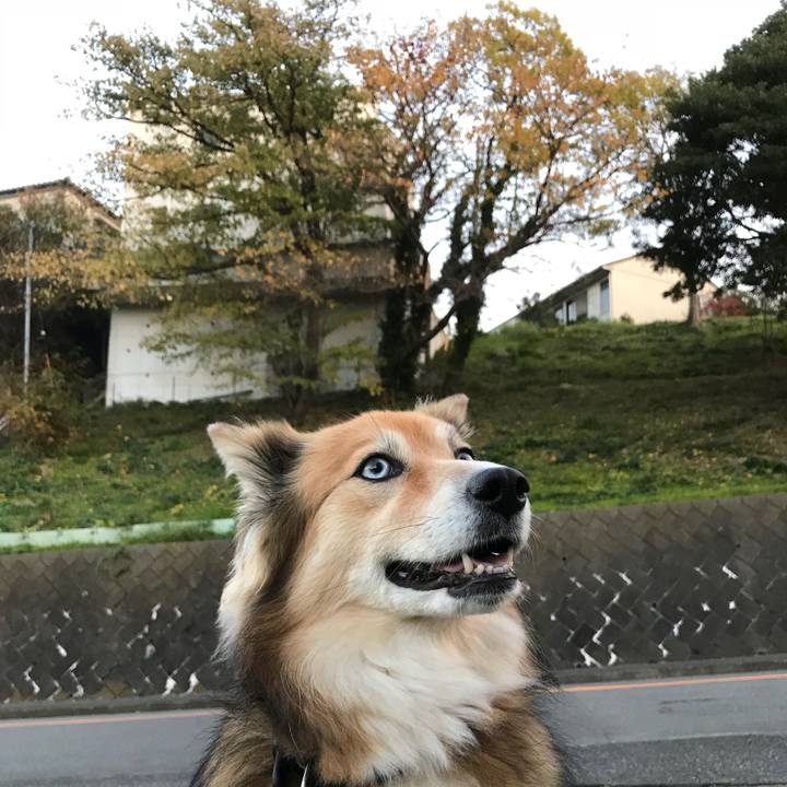 E9dc584d 732e 441b 904c 65bf41be5db8 1511940287530