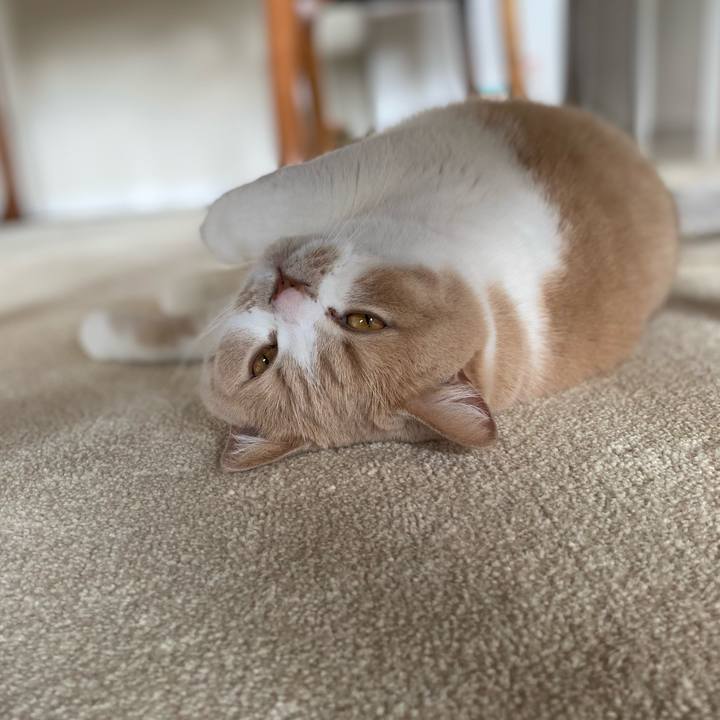 E9dc77a9 df0b 43dd a767 c83ae19d64b5 1606377269350