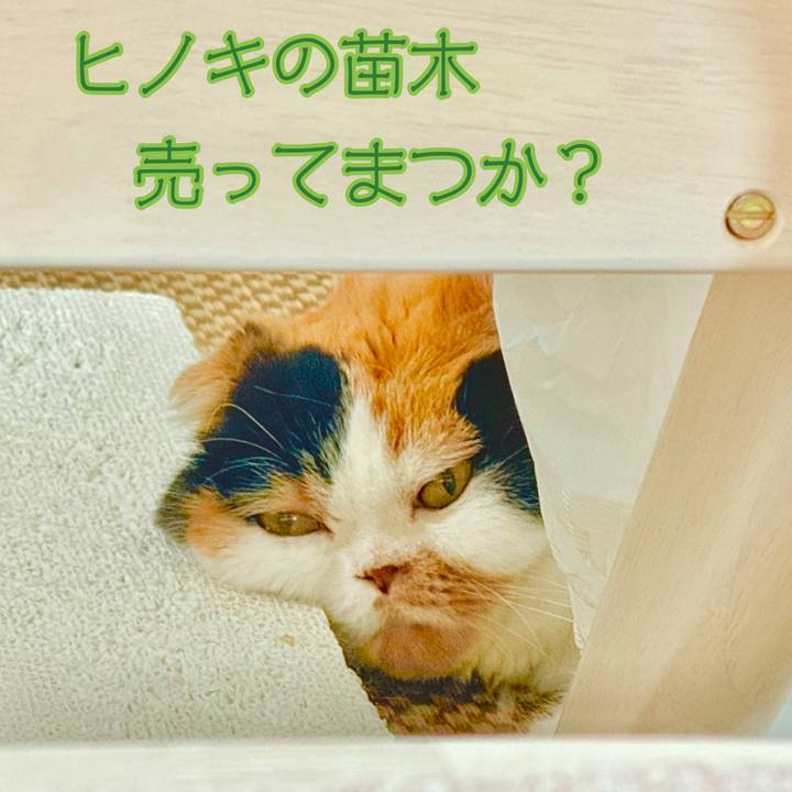 E9dd0e1e 4332 4e12 b014 6f15423b12cb 1745626609307