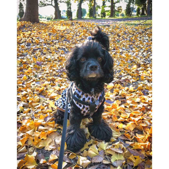 E9dd4c18 4b73 4029 befd e3a6423e40cb 1575910612316