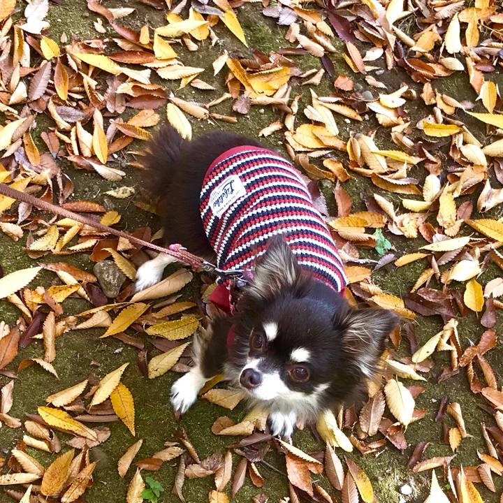 E9e0c0af 0cd8 402b bfb2 9902004d5219 1604817138932